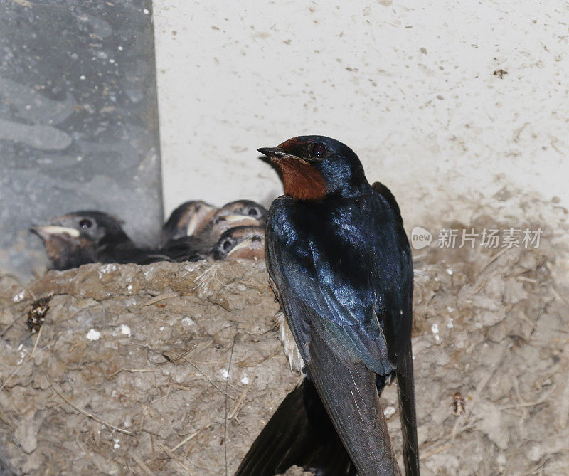 小燕子(Hirundo rustica):成年小燕子喂食